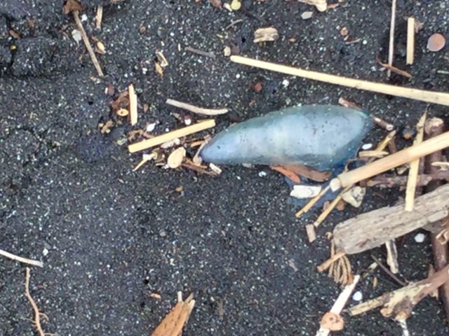 don't-touch-the-dead-Portuguese-man-of-war