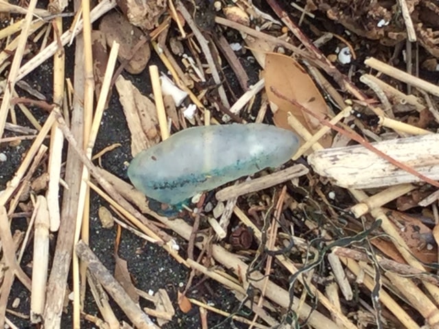 don't-touch-the-dead-Portuguese-man-of-war