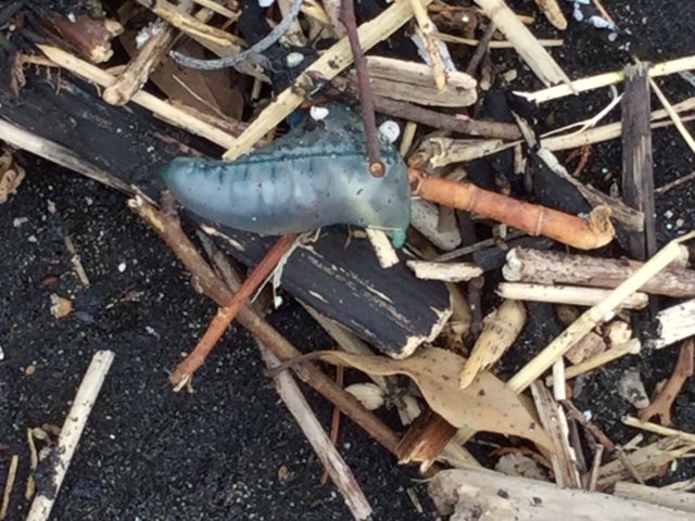 don't-touch-the-dead-Portuguese-man-of-war