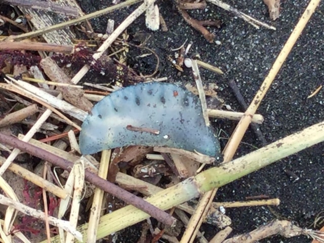 what-to-do-if-you-are-stung-by-Portuguese-man-of-war-2