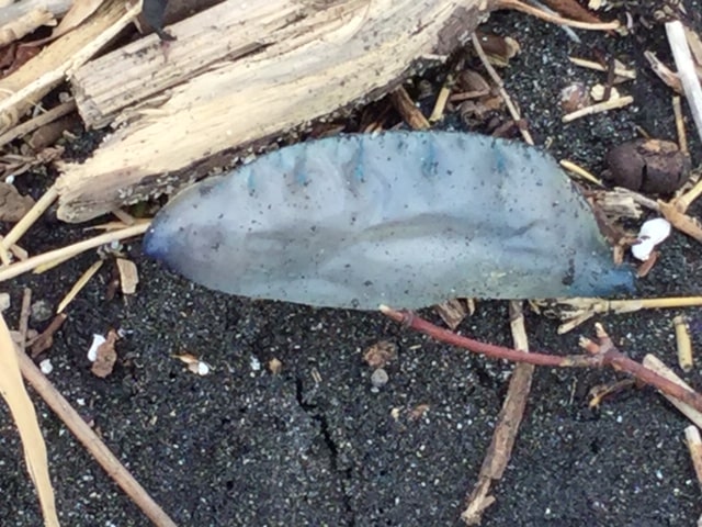 what-to-do-if-you-are-stung-by-Portuguese-man-of-war