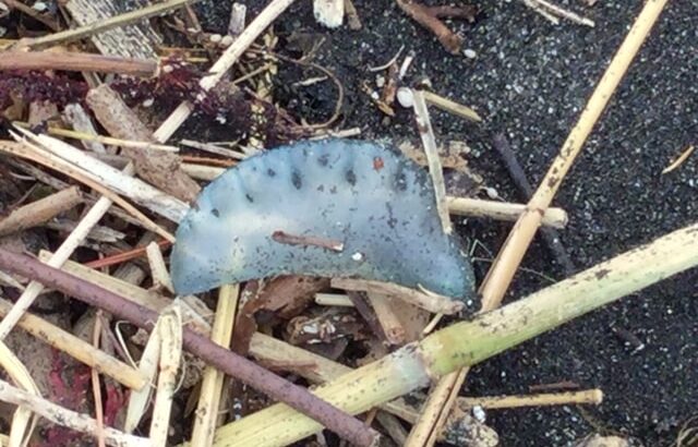 what-to-do-if-you-are-stung-by-Portuguese-man-of-war-2